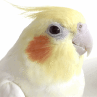 🐦Ｐａｒｒｏｔ🐦