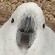 ntn_