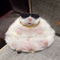 𝕭𝖆𝖘𝖎𝖑𝖎𝖈𝖆𝖓𝕵𝖊𝖙