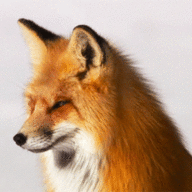 FoxyShut