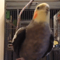 Cursed Bird