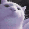 Kyubey