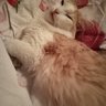 Вы Арестованы