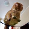 Derank