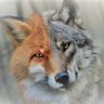 gray wolf