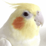 🐦Ｐａｒｒｏｔ🐦