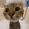 KоT