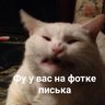 FurryTOPHIG