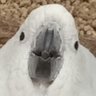 ntn_