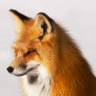 FoxyShut
