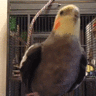 Cursed Bird