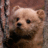 Grizzly