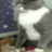 Flippy