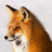 FoxyShut