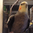 Cursed Bird